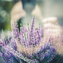 Lavendel med en suddig människa. Foto: Markus Spiske från Pixabay.
