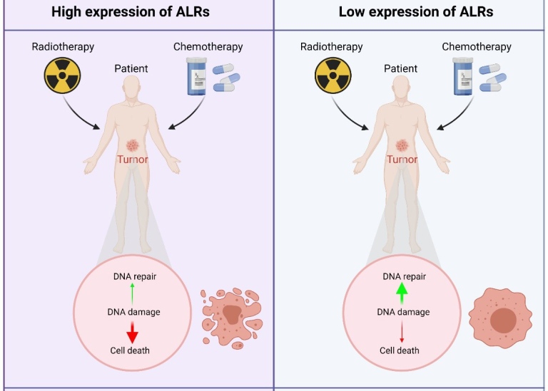 Schematic depiction of how by impeding the repair of DNA breaks, ALRs enhance the killing effects.