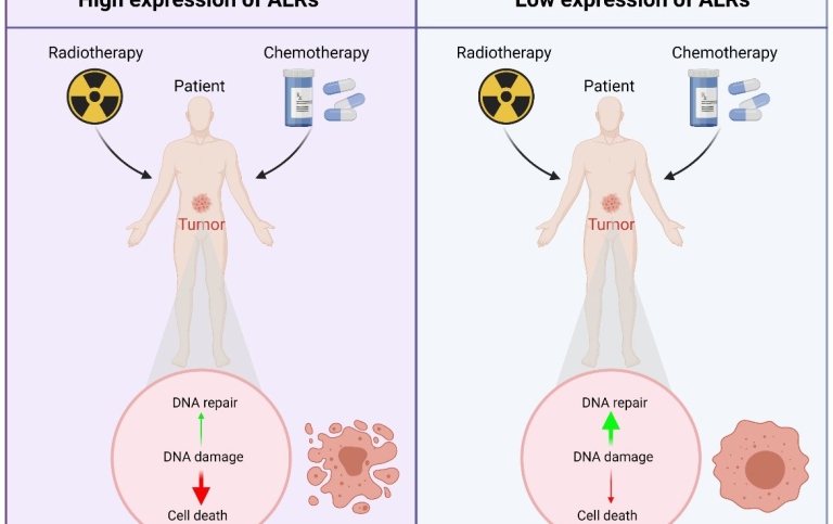 Schematic depiction of how by impeding the repair of DNA breaks, ALRs enhance the killing effects.