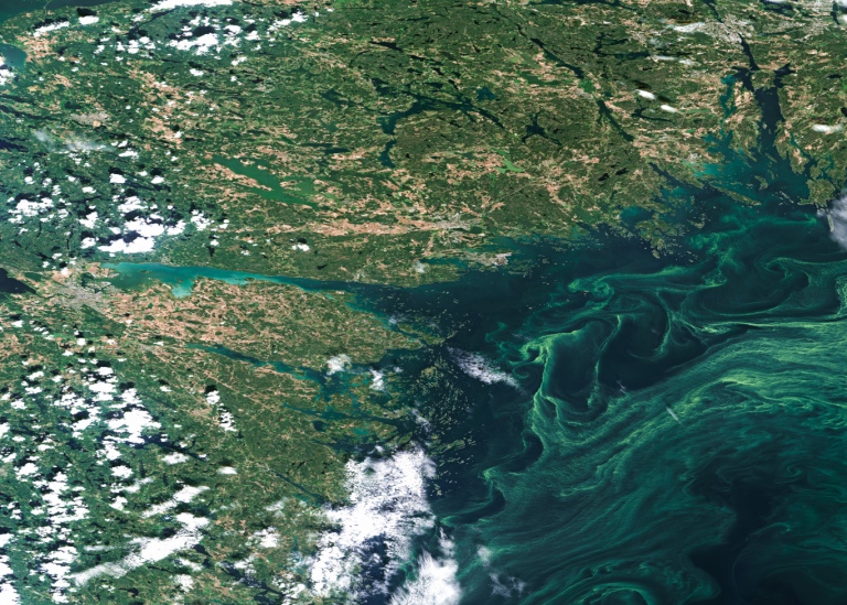 Satellitbild av algblomning i Östersjöns kust- och öppna havsvatten, sydväst om Stockholm