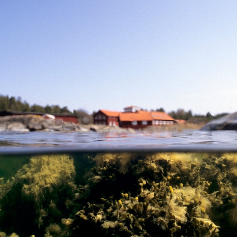 Undervattensbild med blåstång där ytan och land skymtar.