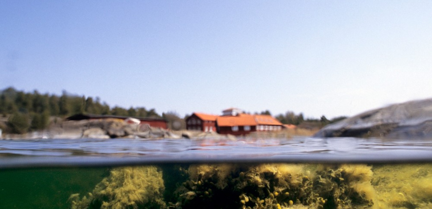Undervattensbild med blåstång där ytan och land skymtar.