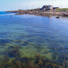 Seagrass under the water