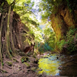 Lush forest, photographed from a low perspective