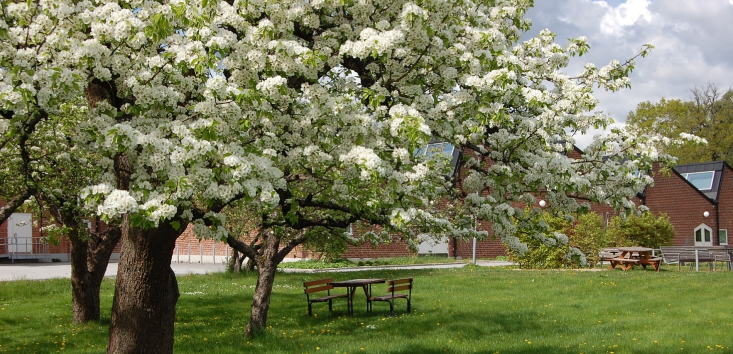 VT21_Äppellunden_BUV.JPG. Foto: Ylva Carlsdotter, Stockholms universitet.