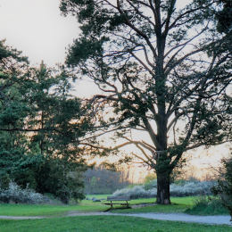 Park landscape.