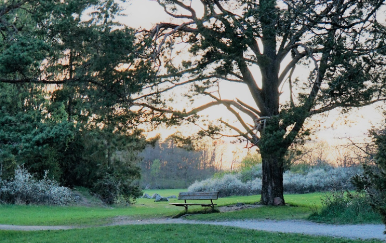 Park landscape.