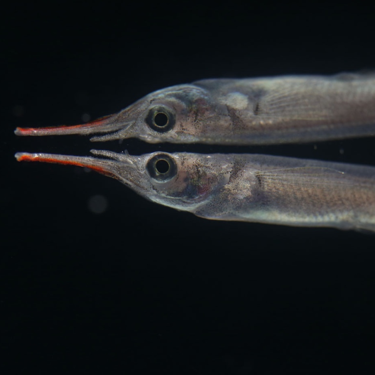 Halfbeak (fish)