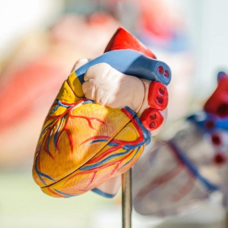 Anatomisk modell av ett hjärta