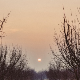 Vinterdag utan snö. Foto: Rouf Bhat från Pexels.