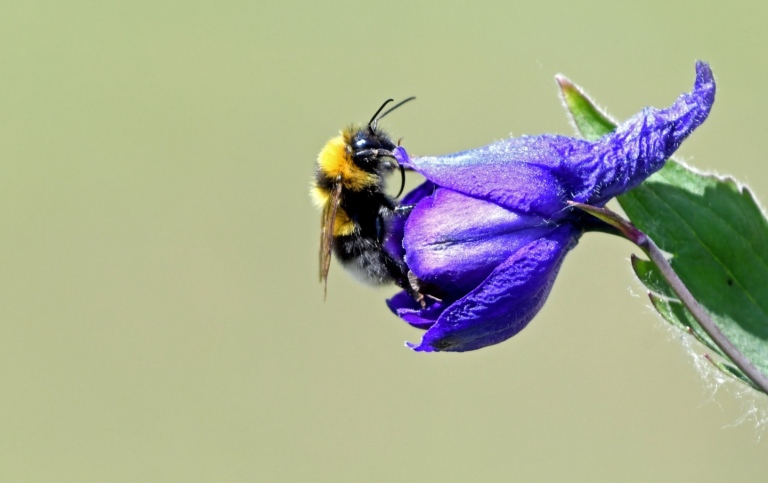 Humlan på blå blomma