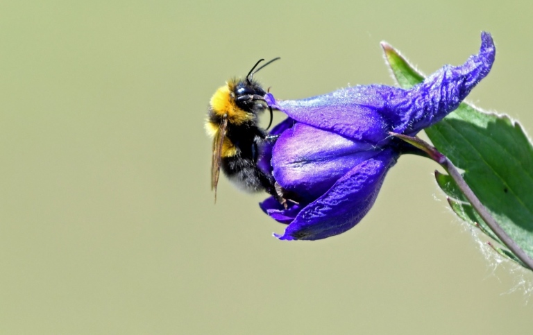 bumblebee_g maxence
