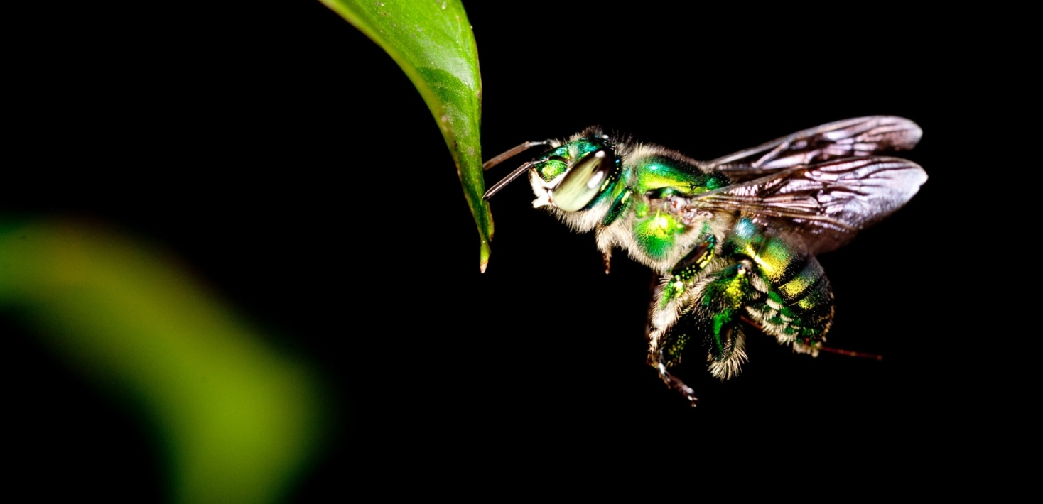 Green bumblebee