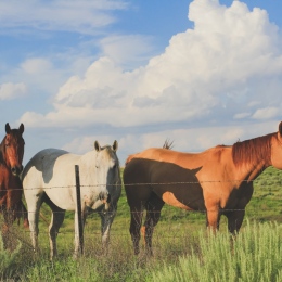 Horses grazing by the ocean.