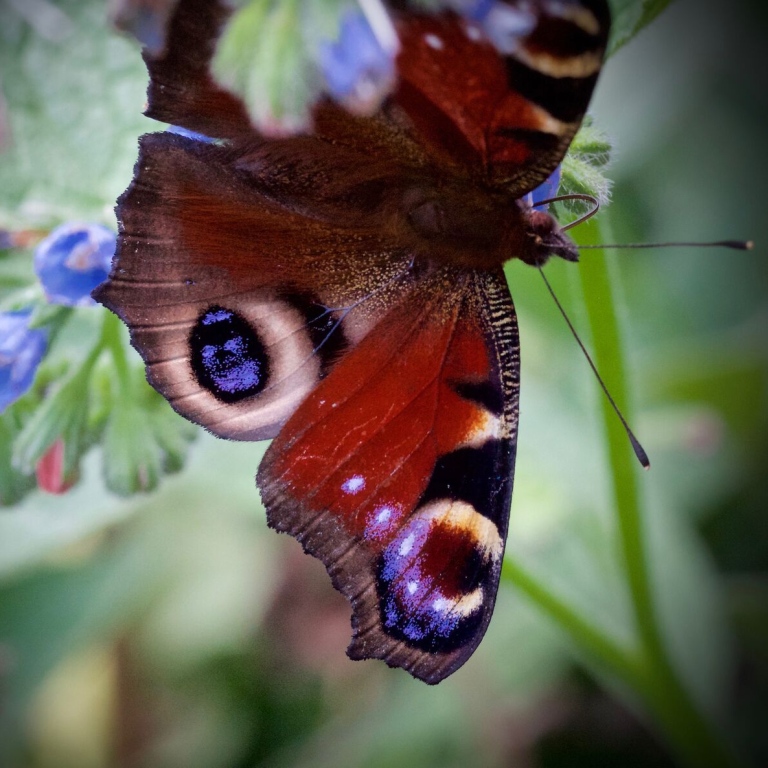 Peacock-eyed butterfly