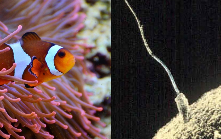 Collage Photo congerdesign Pixabay Sperm-egg Unknown author Public domain via Wikimedia Commons