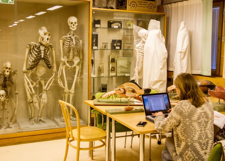 Student studying in the study collection infront of the primate skeletons