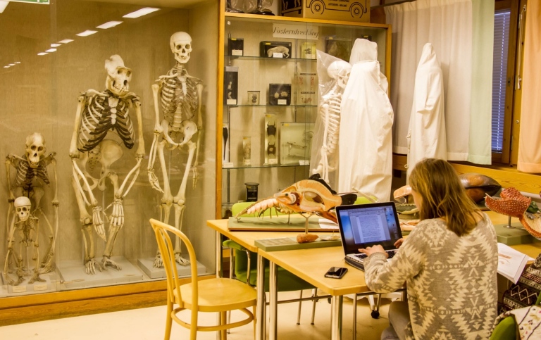 Student studying in the study collection infront of the primate skeletons