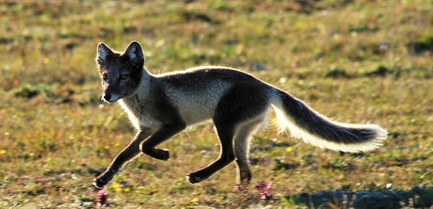 fjällräv_k noren