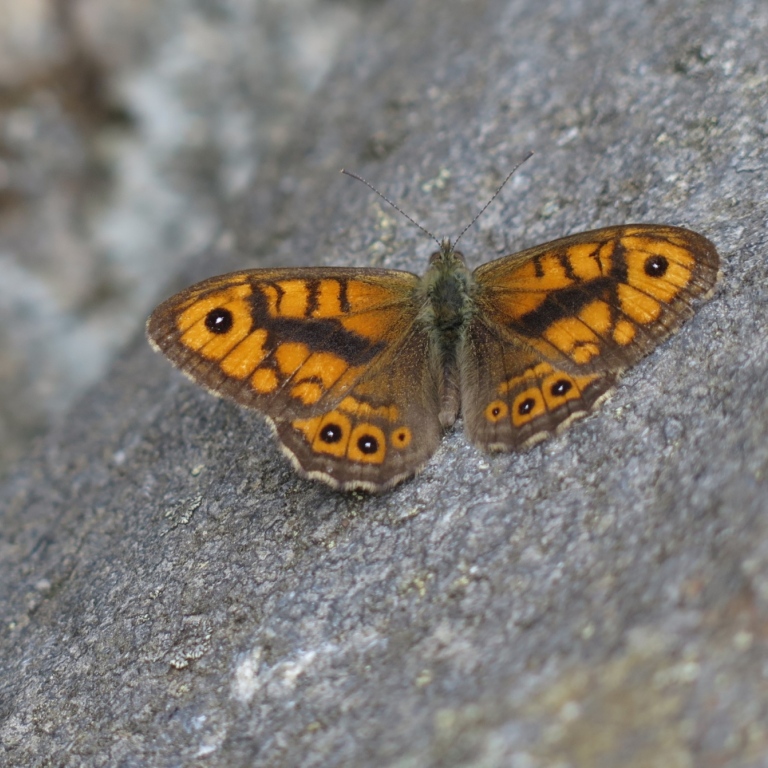 speckled wood_n janz