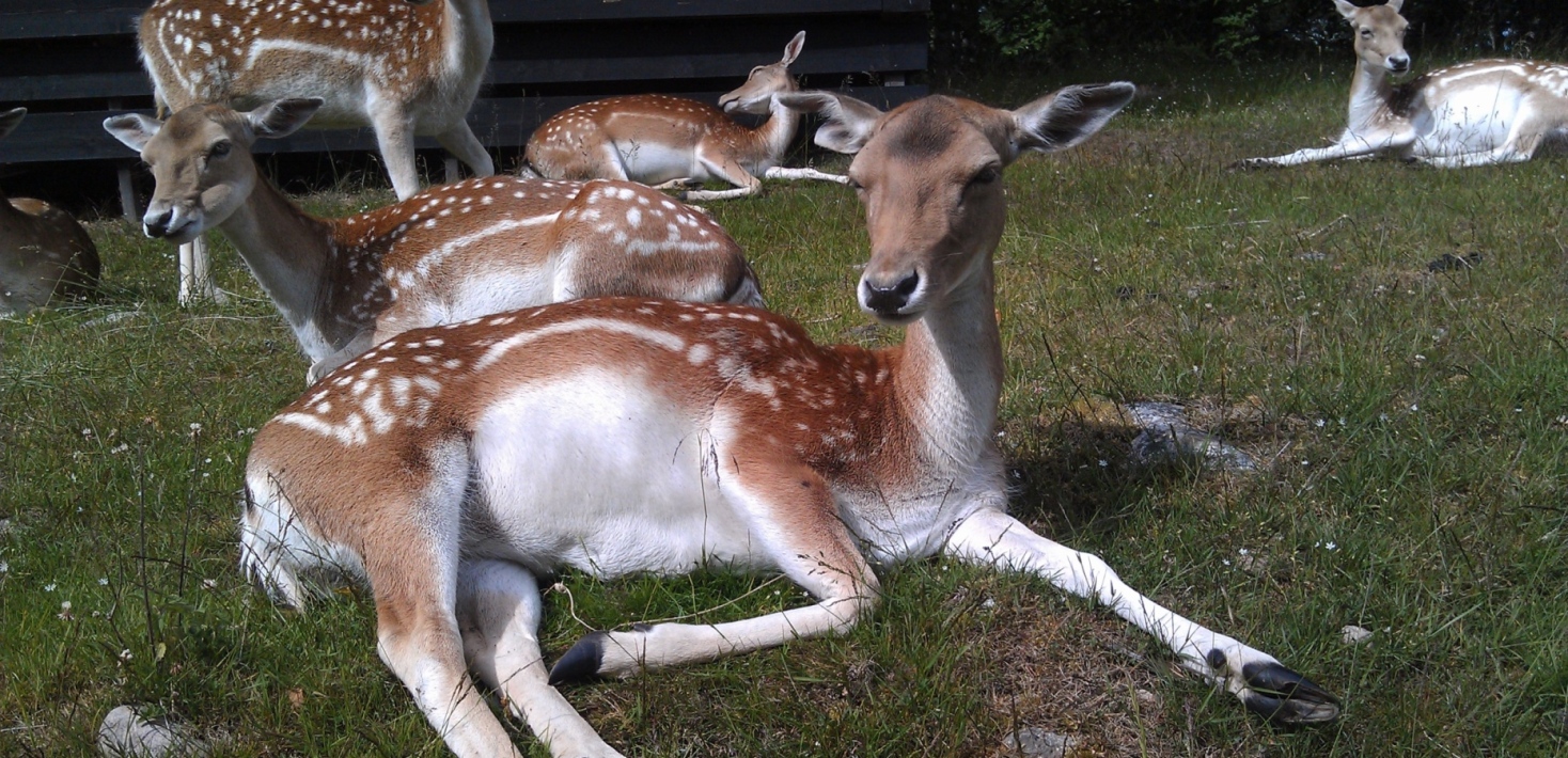 Fallow deer