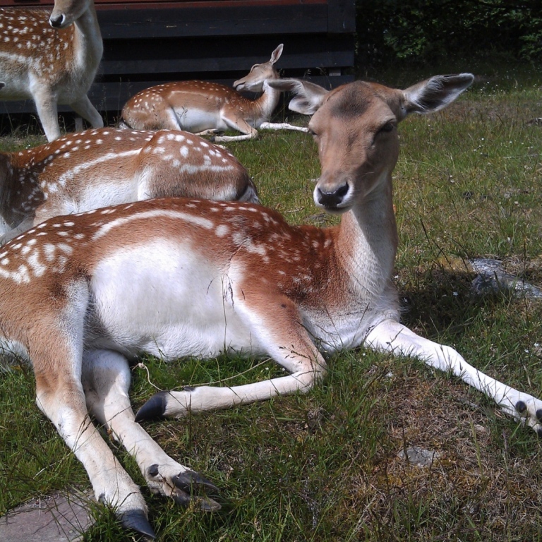 fallow deer_u alm begvall