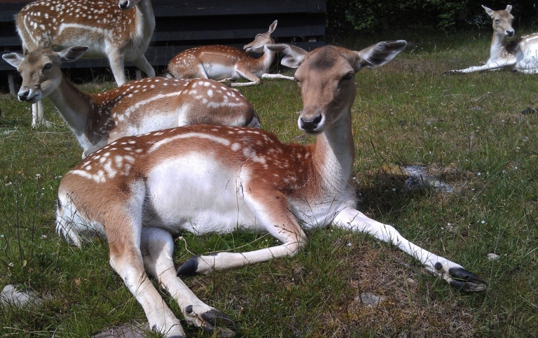 fallow deer_u alm begvall