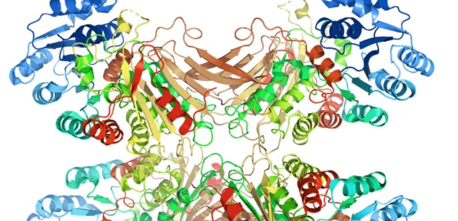 Den tredimensionella strukturen på enzymet glukos-6-fosfatdehydrogenas (G6PDH).