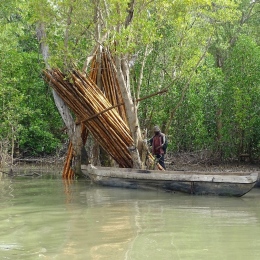 Mangrove