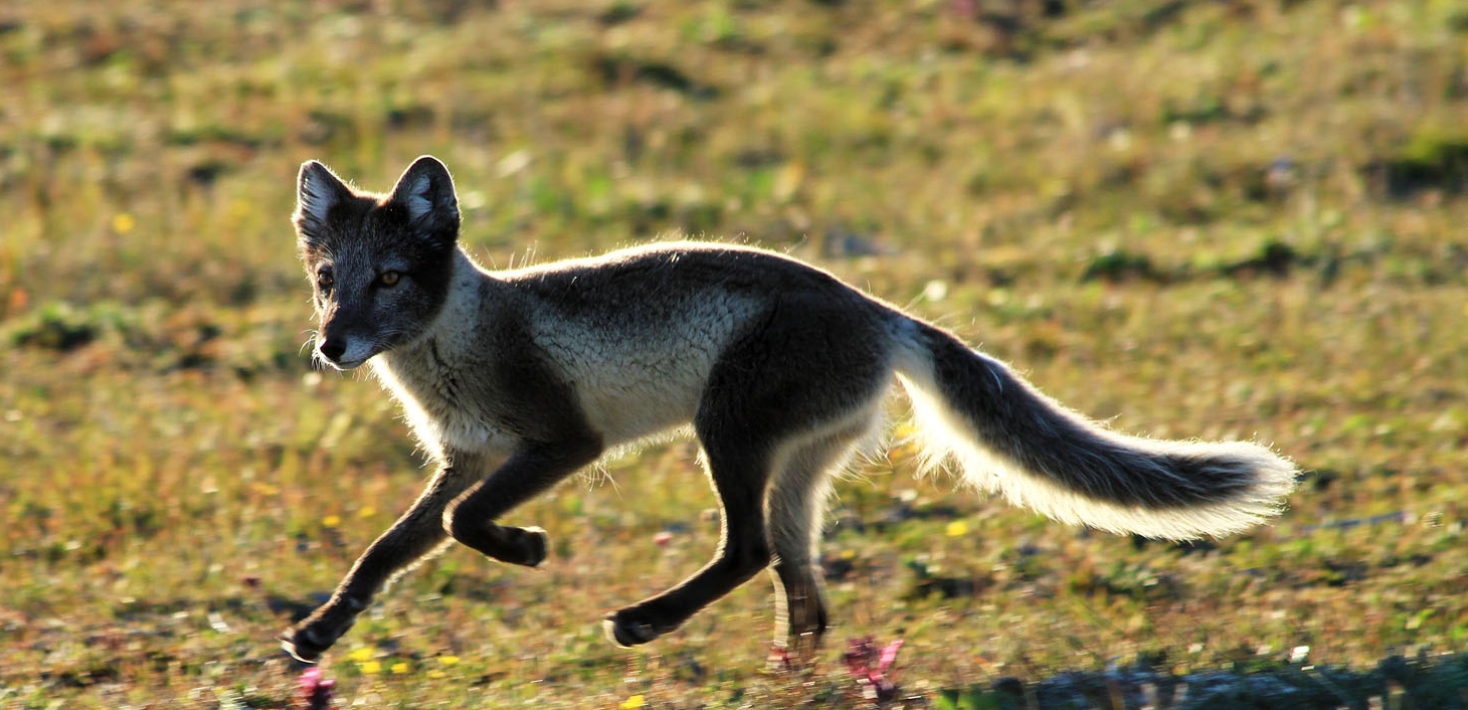 arctic fox_k noren