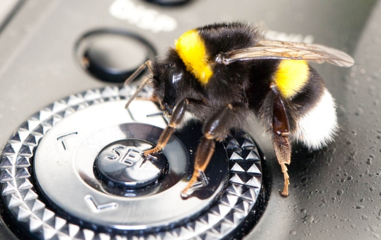bumblebee_e baird