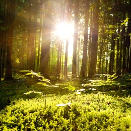 Solen strålar genom en tallskog.