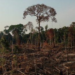 Picture of cut down trees.