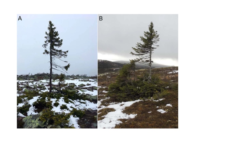 A Old Tjikko spruce with the oldest fossil remains dated 9.5 cal. kyr BP. B Gunnar Samuelsson’s spruce (GS-spruce) with fossil remains dated 6.3 cal. kyr BP.