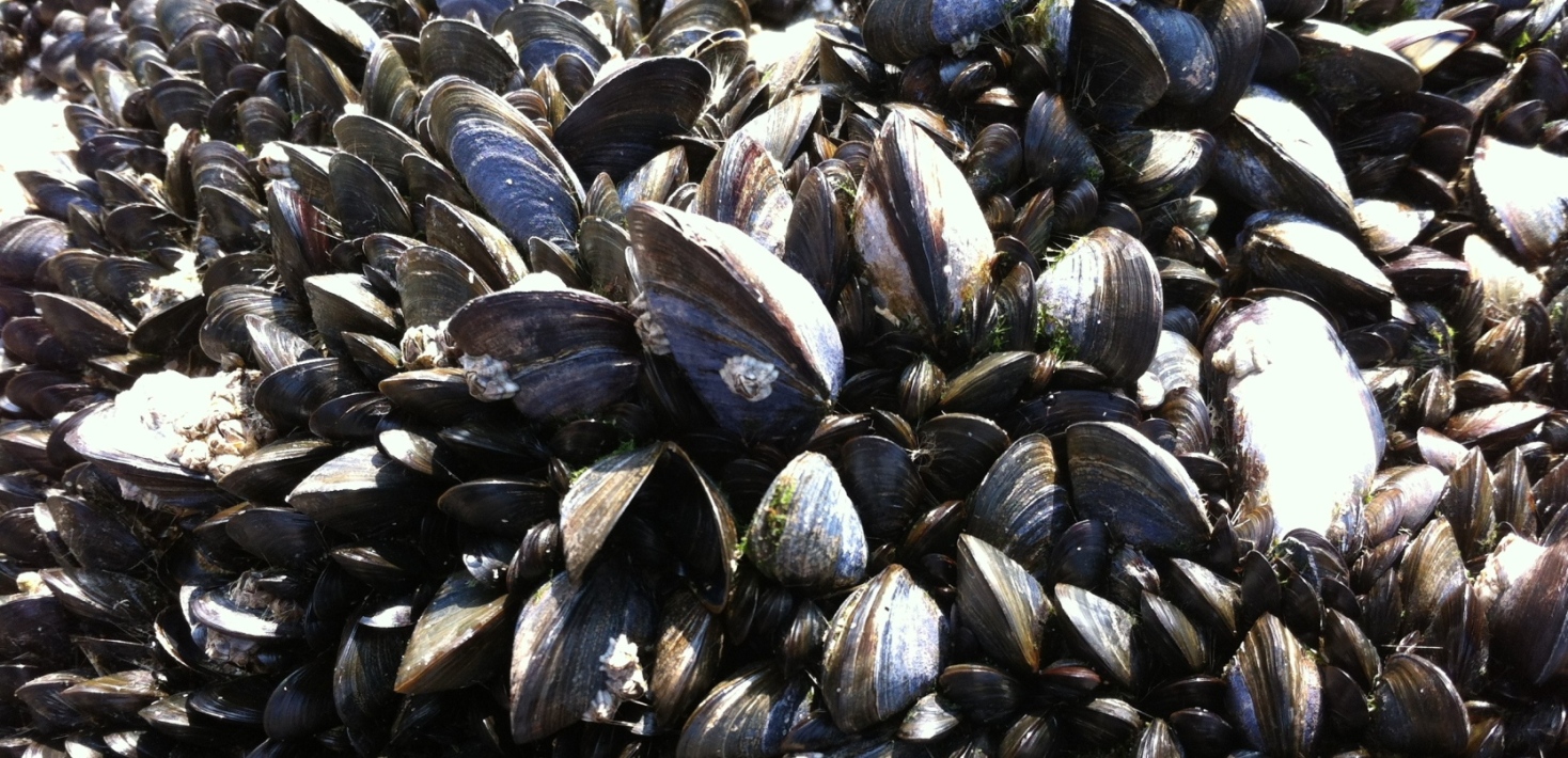 Blåmusslor. Foto: Anna Ventura, Pixabay.