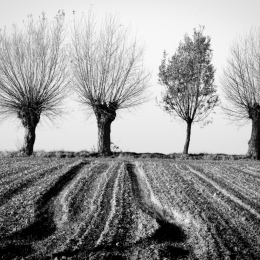 Svartvit foto av fyra träd vid fårad åker. Foto: Hanze/Mostphotos