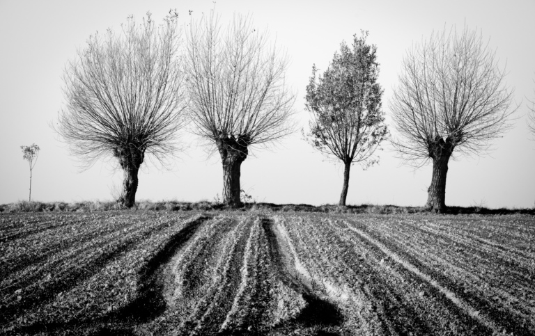 Svartvit foto av fyra träd vid fårad åker. Foto: Hanze/Mostphotos
