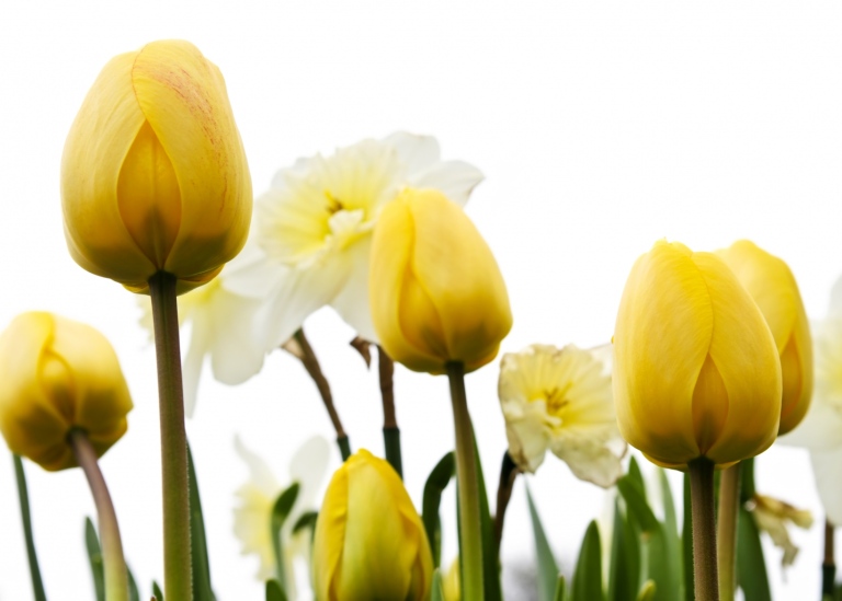 Yellow Tulips and white yellow Daffodils on a white background. Photo: Elena Elisseeva, MostPhotos