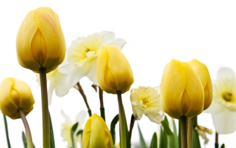 Yellow Tulips and white yellow Daffodils on a white background. Photo: Elena Elisseeva, MostPhotos