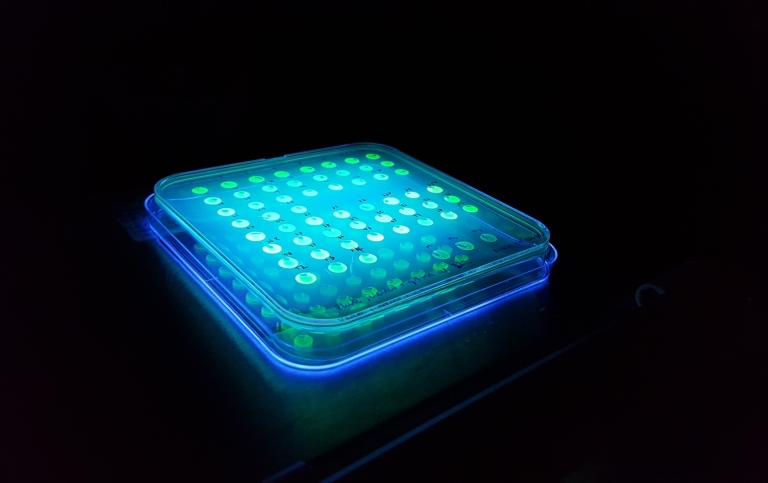 Fluorescent_plate_daley_lab