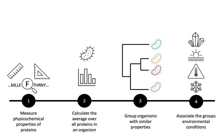 A schematic description of the research strategy. Illustration: Eloy Vallina