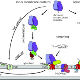 Membrane protein biogenesis in E. coli.