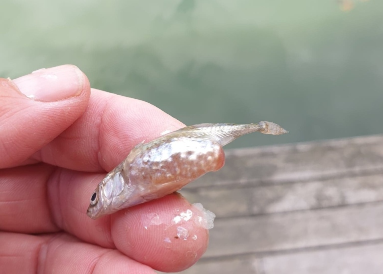 Hand, holding stickleback filled with roe