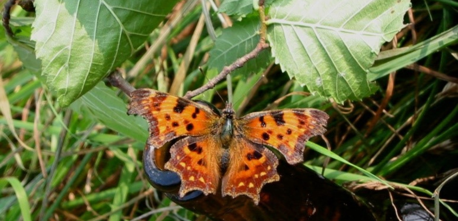 Vinbärsfuks, en av de fjärilsarter som studeras i projektet. Foto: N. Janz.