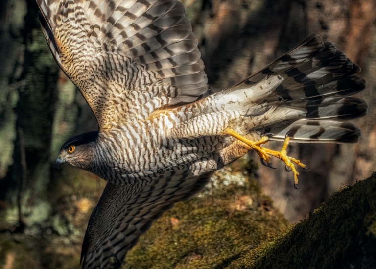 Sparrowhawk