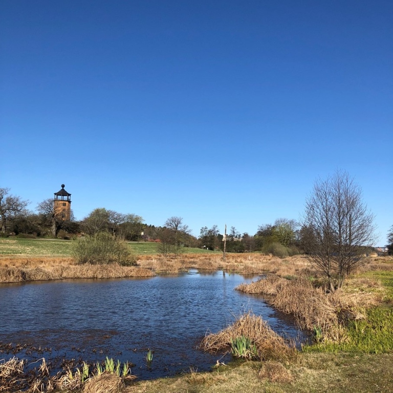 Våtmarken vid Bergianska trädgården