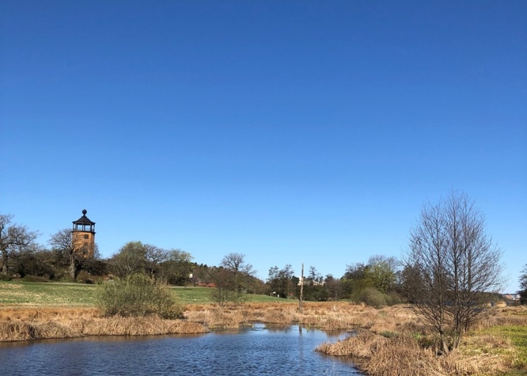 Wetland at Bergianus Botanical Garden.