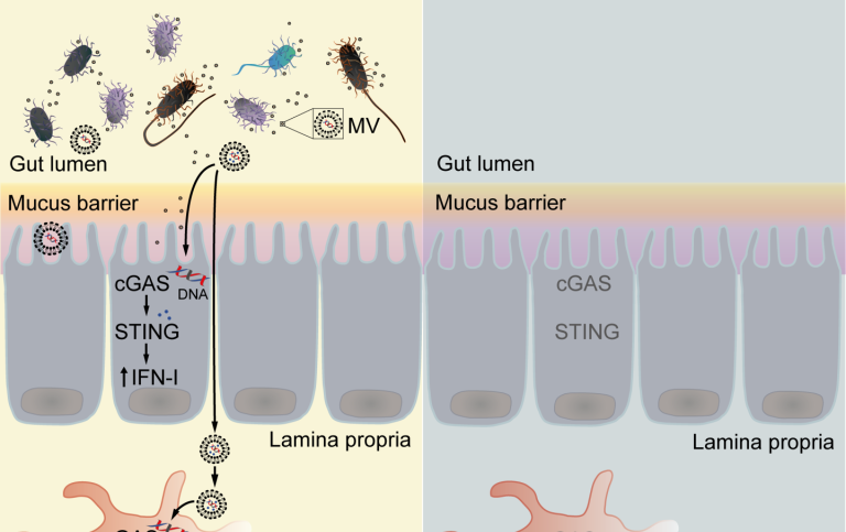 How commensal bacteria prime antiviral immunity 