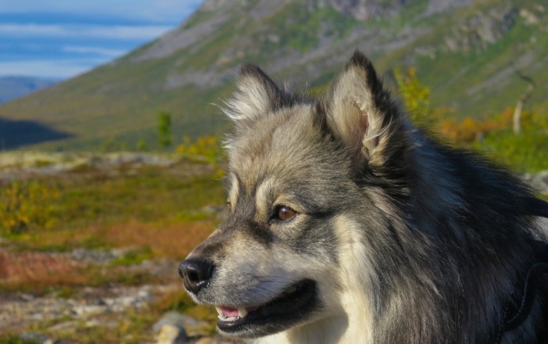 Finsk lapphund med grönt fjällandskap i bakgrunden.