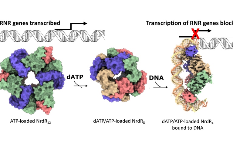 A repressor that monitors the supply of DNA building blocks